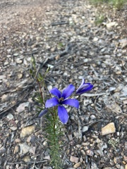 Cheiranthera linearis