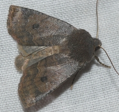 Conistra ligula