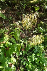 Macropodium pterospermum