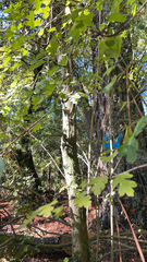 Crataegus marshallii