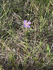 Rhexia mariana mariana