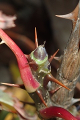 Kalopanax septemlobus