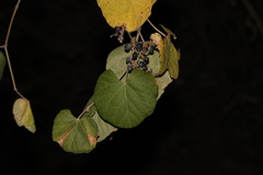 Vitis girdiana