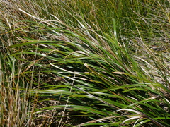 Cyperus ustulatus