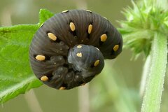 Tenthredo marginella
