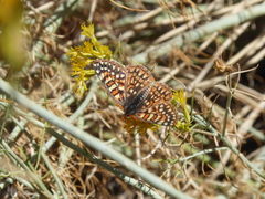 Euphydryas chalcedona corralensis