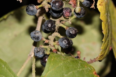 Vitis girdiana