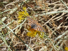 Euphydryas chalcedona corralensis