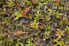 Blechnum procerum
