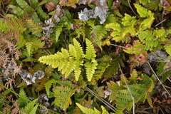 Asplenium chathamense