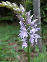 Dactylorhiza