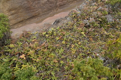 Blechnum procerum