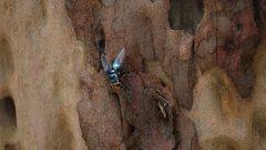 Calliphoridae