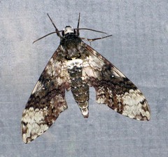 Manduca albiplaga
