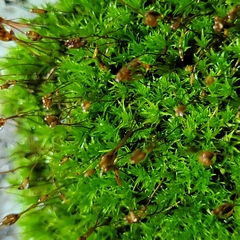 Hydrogonium croceum