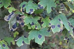 Rhytisma acerinum