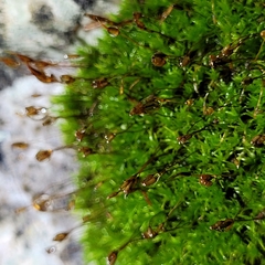 Hydrogonium croceum