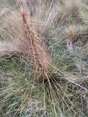 Aciphylla subflabellata