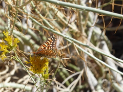 Euphydryas chalcedona corralensis