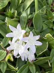 Richardia grandiflora