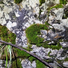 Hydrogonium croceum