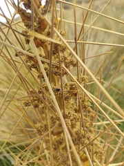Aciphylla subflabellata