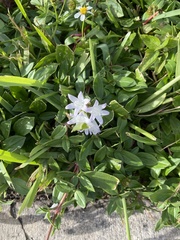 Richardia grandiflora