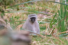 Chlorocebus pygerythrus pygerythrus