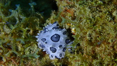 Ceratophyllidia papilligera