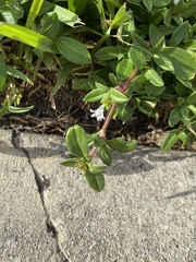 Richardia grandiflora