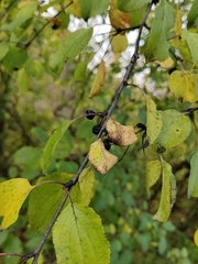 Rhamnus cathartica