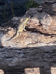 Tropidurus catalanensis