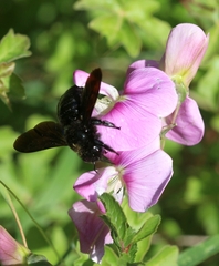 Xylocopa