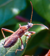 Alydus