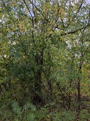 Rhamnus cathartica