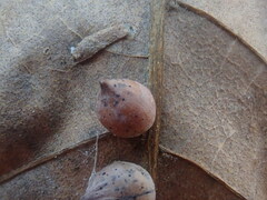 Caryomyia caryaecola