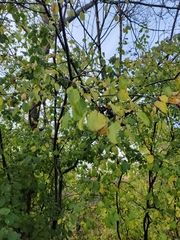 Rhamnus cathartica