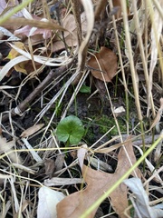 Viola banksii