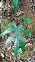 Dorstenia arifolia