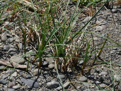 Carex pumila