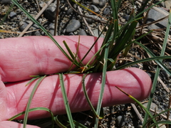 Carex pumila