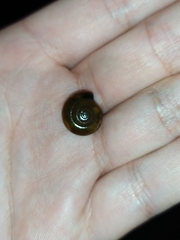 Morlina glabra