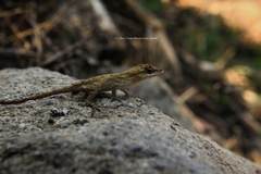 Anolis nebulosus