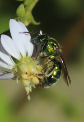 Paraugochloropsis
