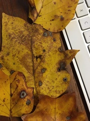 Acericecis ocellaris