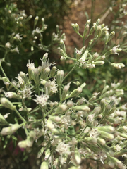 Eupatorium hyssopifolium