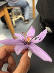 Crocus sativus