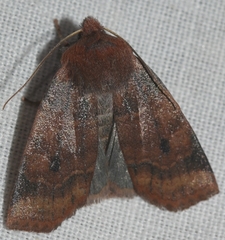 Conistra ligula