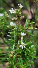 Cuphea hyssopifolia