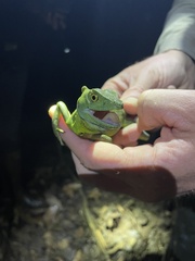 Basiliscus plumifrons